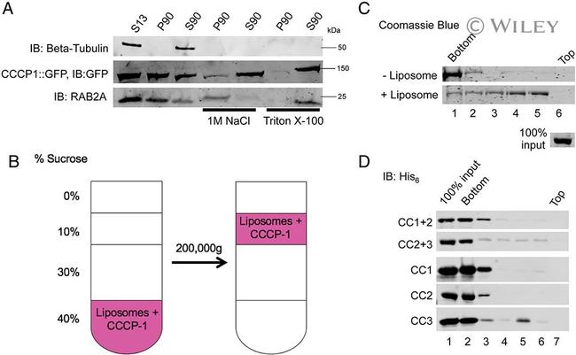 6x-His Tag Antibody in Western Blot (WB)