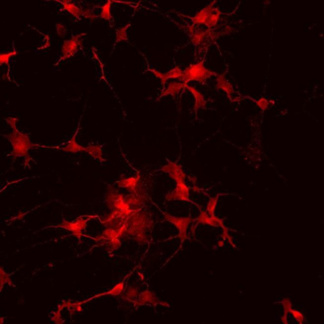 VGLUT1 Antibody in Immunocytochemistry (ICC/IF)