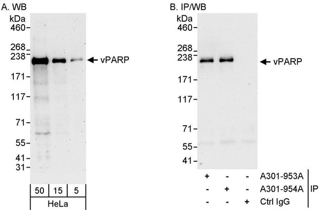 vPARP Antibody in Western Blot (WB)