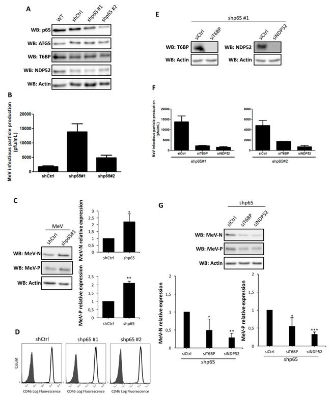 CD46 Antibody in Flow Cytometry (Flow)