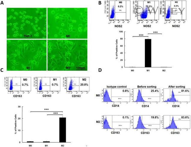 CD163 Antibody in Flow Cytometry (Flow)