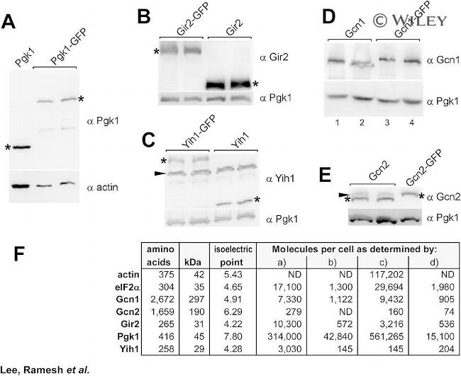 PGK1 Antibody in Western Blot (WB)