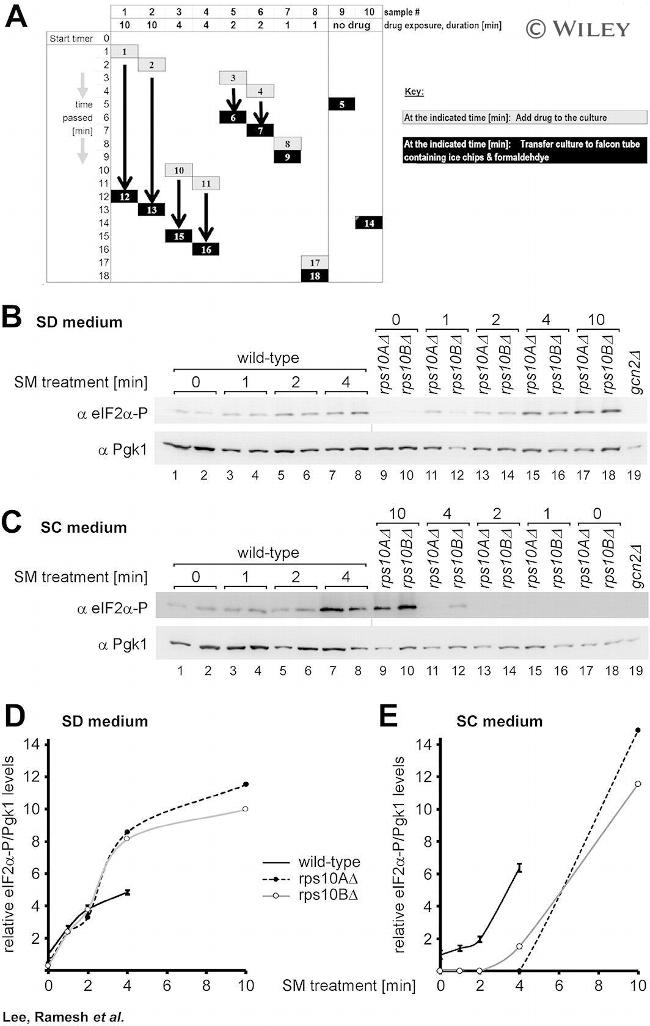 PGK1 Antibody in Western Blot (WB)