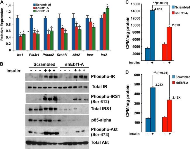 Phospho-IR/IGF1R (Tyr1162, Tyr1163) Antibody in Western Blot (WB)