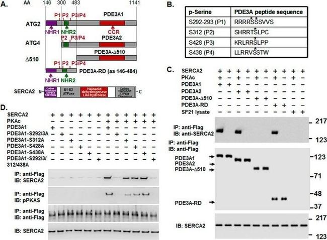 SERCA2 ATPase Antibody in Western Blot (WB)