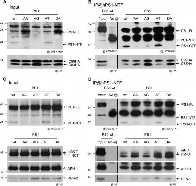 Nicastrin Antibody in Western Blot (WB)