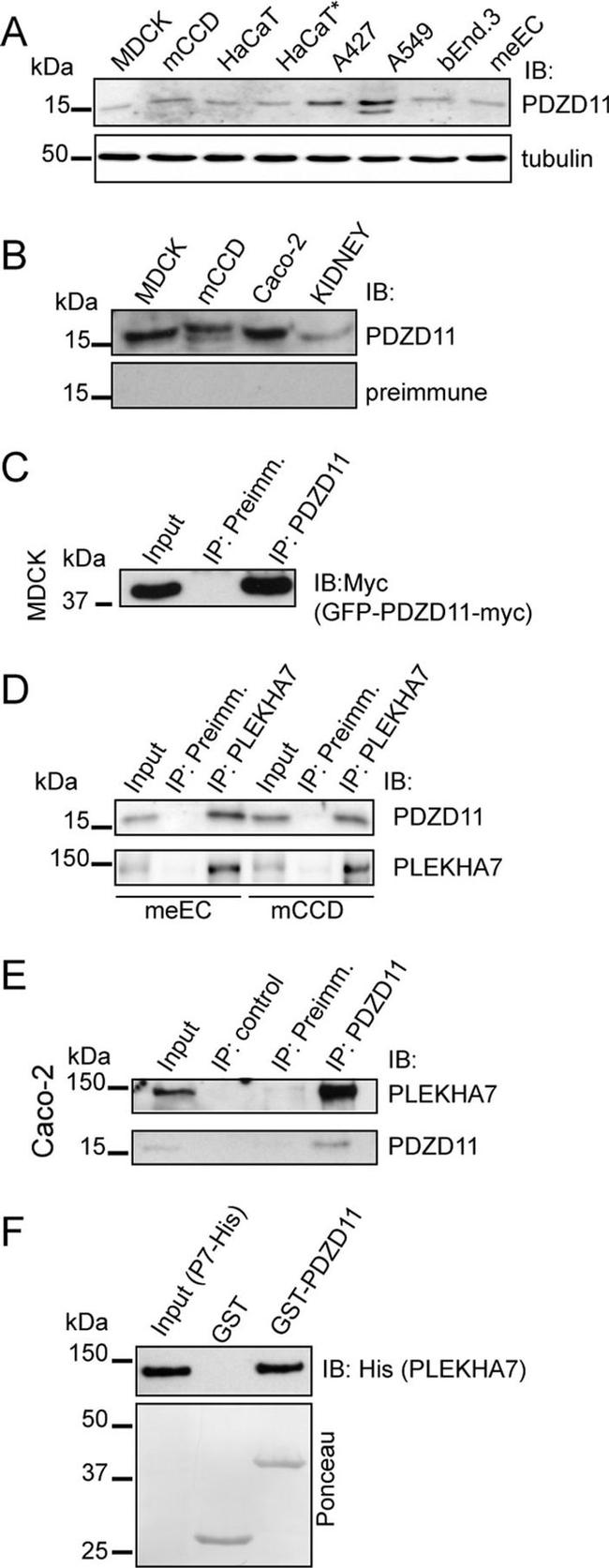 alpha Tubulin Antibody in Western Blot (WB)