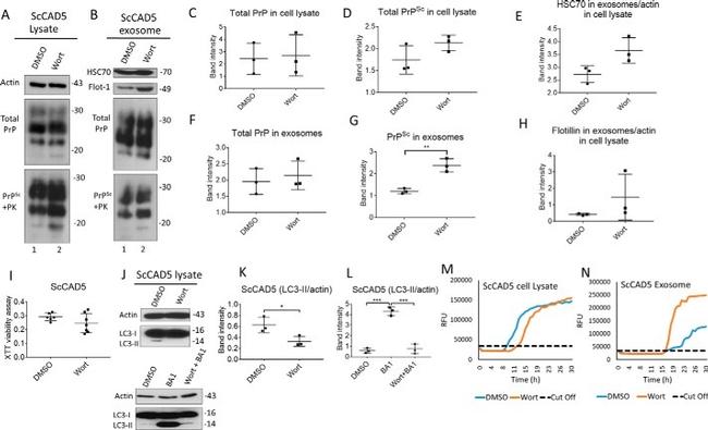 HSC70 Antibody in Western Blot (WB)