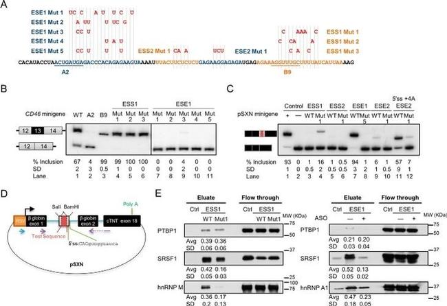 PTBP1 Antibody in Western Blot (WB)