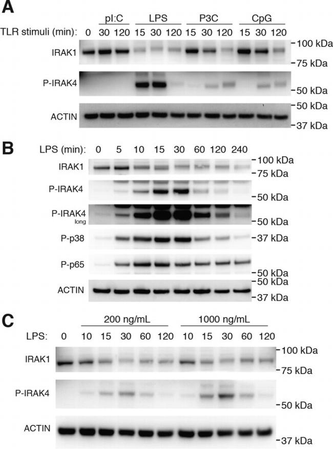 IRAK4 Antibody in Western Blot (WB)