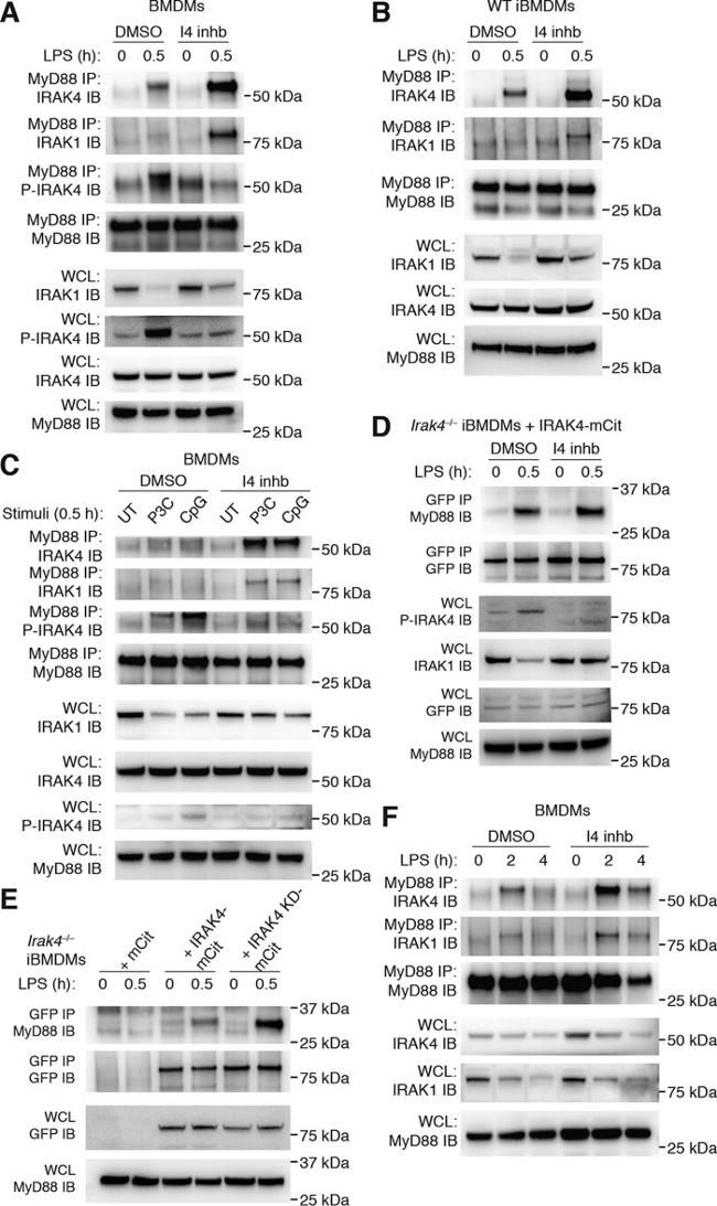 IRAK4 Antibody in Western Blot (WB)