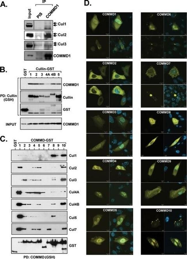 Cullin 2 Antibody in Western Blot (WB)