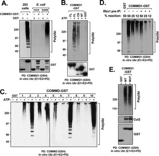 Cullin 2 Antibody in Western Blot (WB)