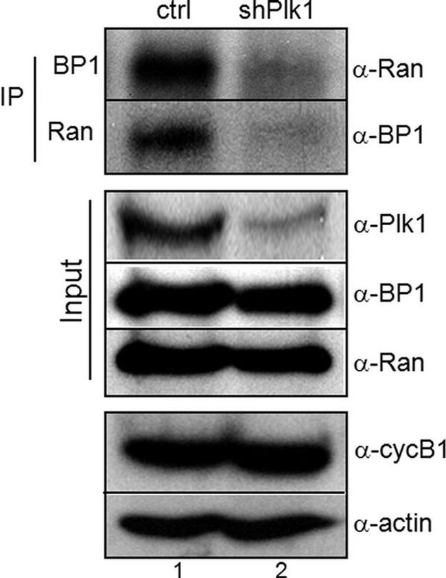 PLK1 Antibody in Western Blot (WB)