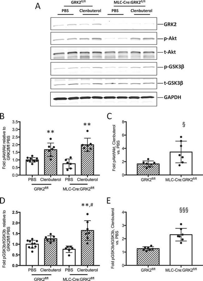 GSK3 alpha/beta Antibody in Western Blot (WB)