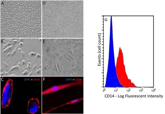 CD14 Antibody in Flow Cytometry (Flow)