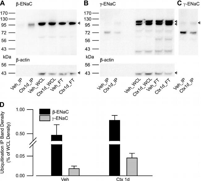 alpha-ENaC Antibody in Western Blot (WB)