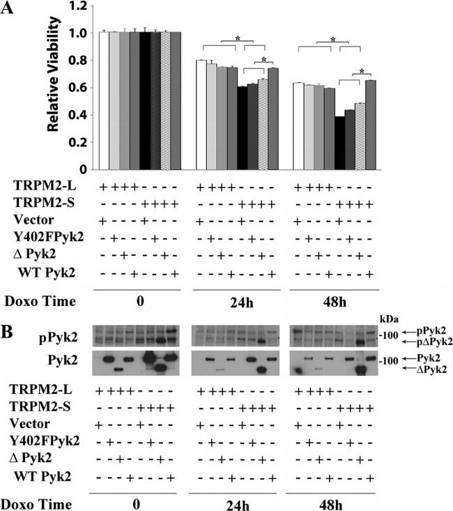 Phospho-PYK2 (Tyr402) Antibody in Western Blot (WB)