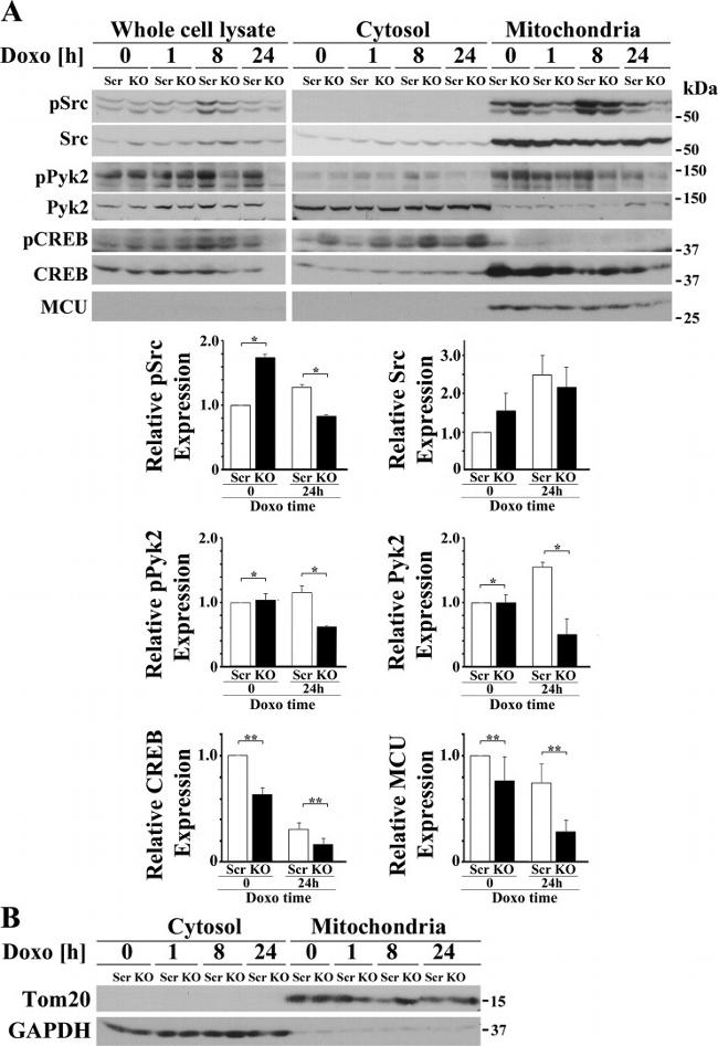 Phospho-PYK2 (Tyr402) Antibody in Western Blot (WB)