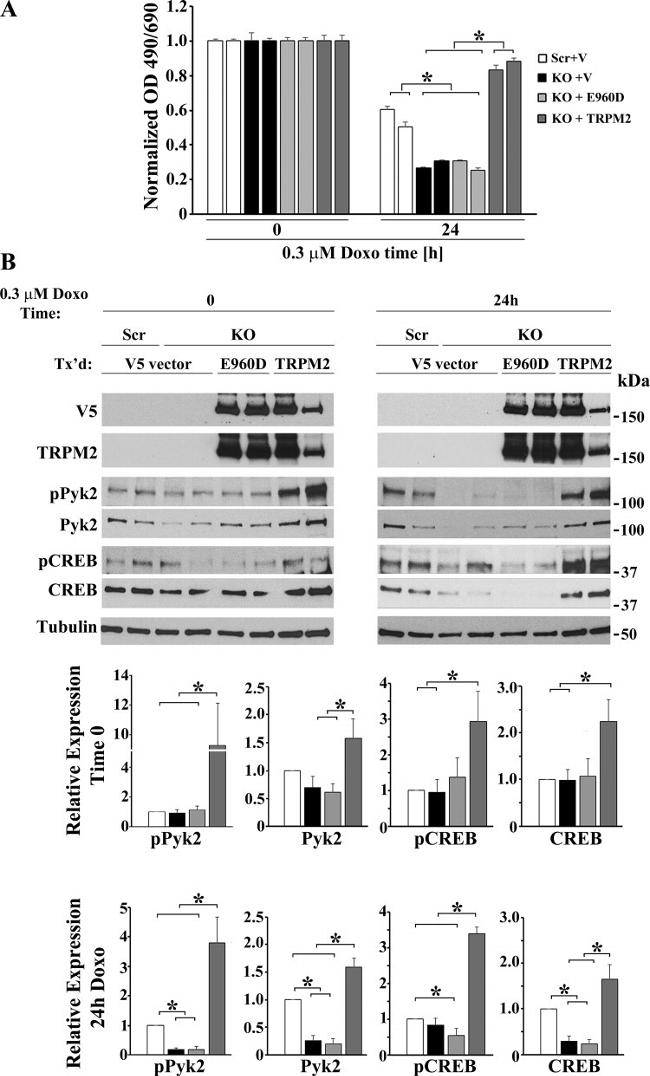 Phospho-PYK2 (Tyr402) Antibody in Western Blot (WB)