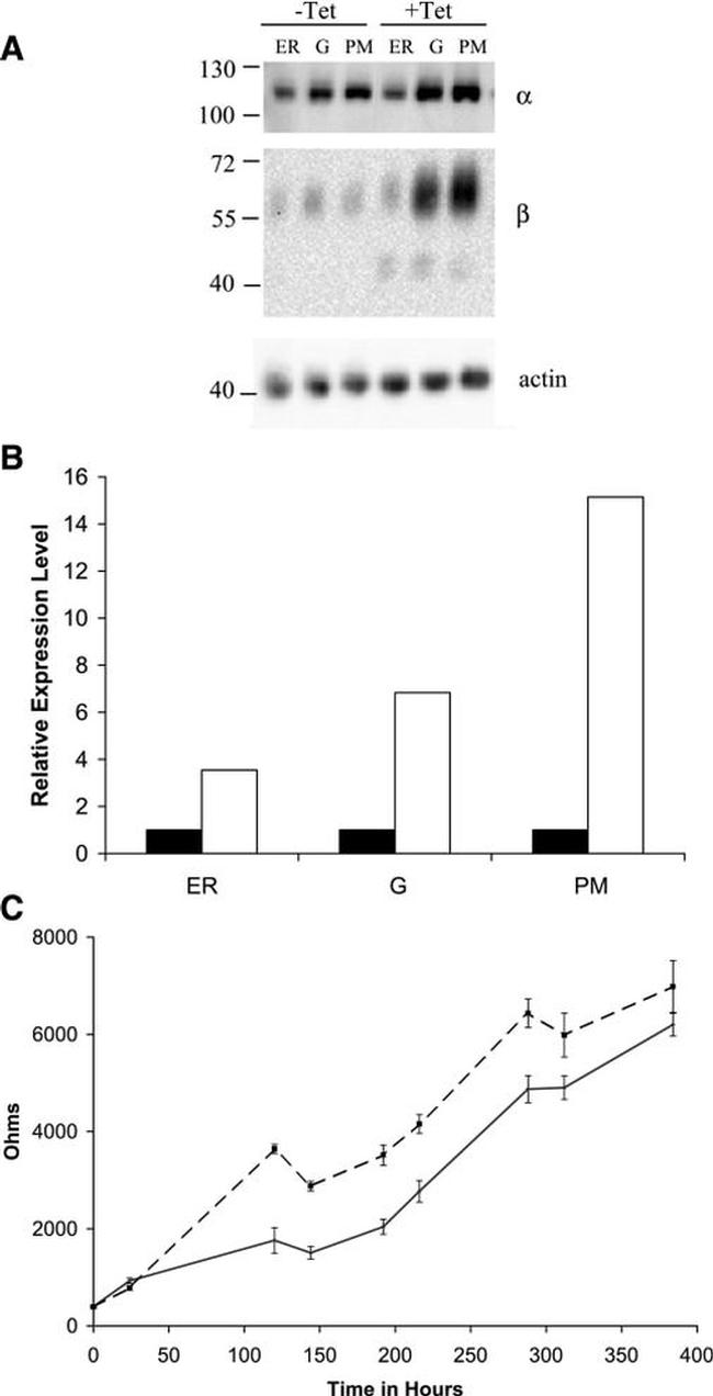 ATP1A1 Antibody in Western Blot (WB)