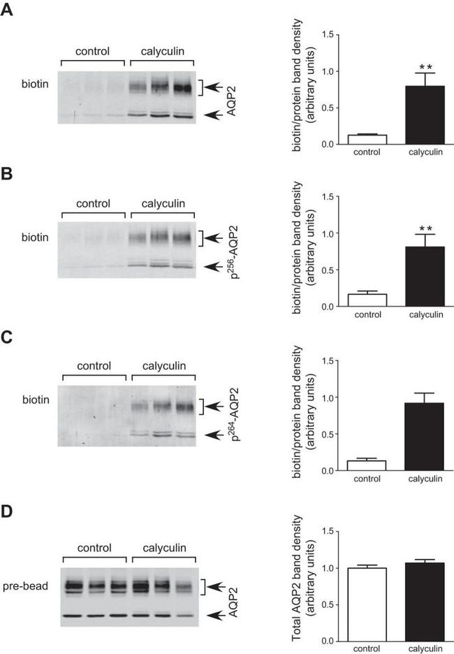 Phospho-Aquaporin 2 (Ser264) Antibody in Western Blot (WB)