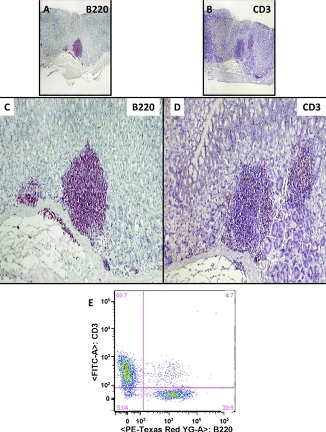 CD3e Antibody in Immunohistochemistry, Flow Cytometry (IHC, Flow)