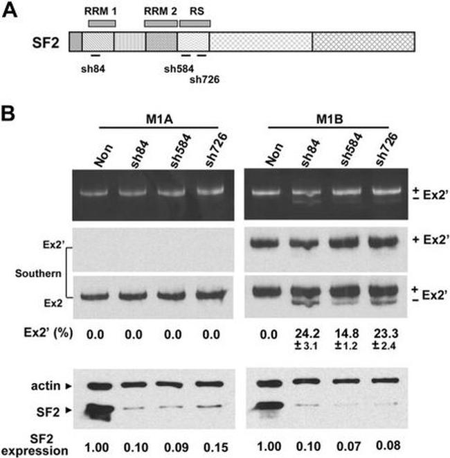 SRSF1 Antibody in Western Blot (WB)