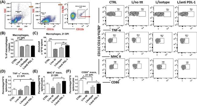 MHC Class II (I-A) Antibody in Flow Cytometry (Flow)