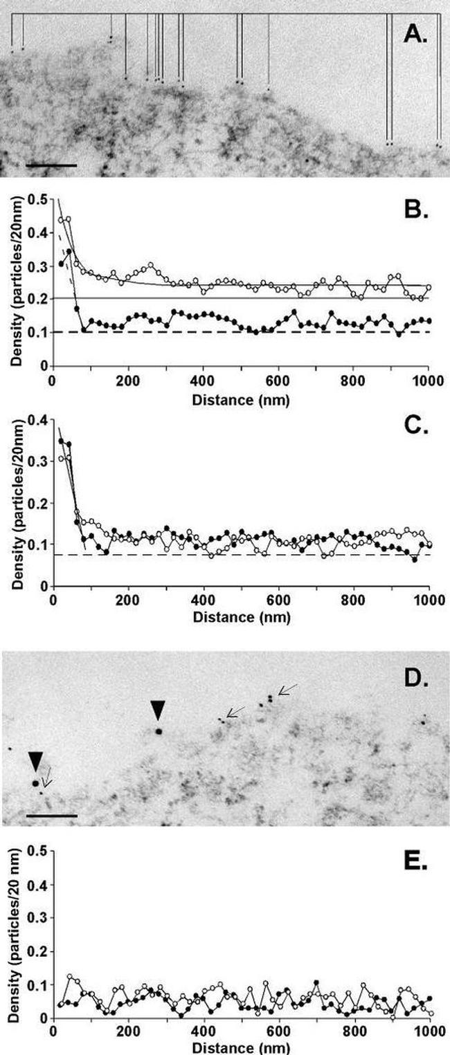 CD4 Antibody in Immunomicroscopy (IM)