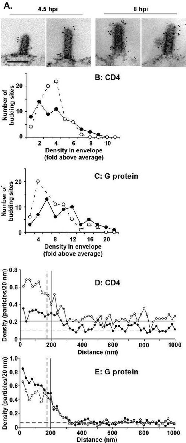 CD4 Antibody in Immunomicroscopy (IM)