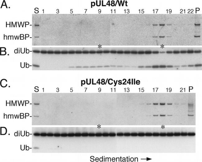 Ubiquitin Antibody in Western Blot (WB)