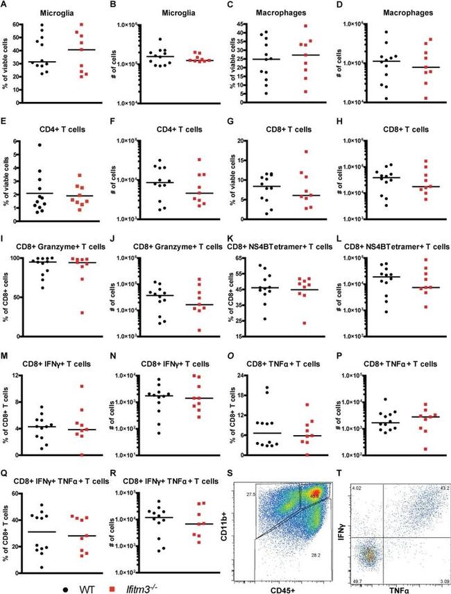 Granzyme B Antibody in Flow Cytometry (Flow)