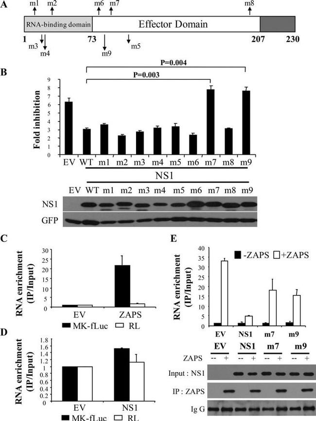 ZC3HAV1 Antibody in Western Blot (WB)