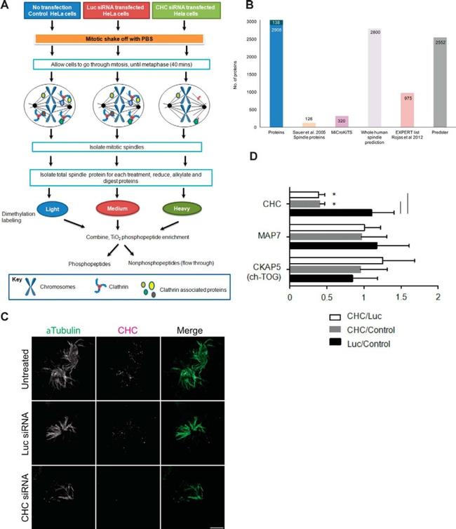 alpha Tubulin Antibody in Immunocytochemistry (ICC/IF)