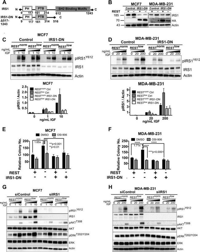 Phospho-IRS1 (Tyr612) Antibody in Western Blot (WB)