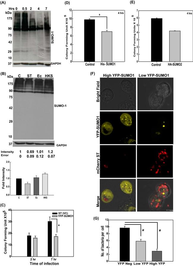 GAPDH Antibody in Western Blot (WB)