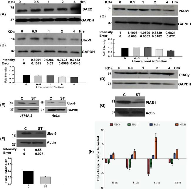 GAPDH Antibody in Western Blot (WB)