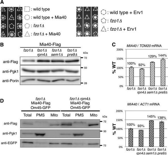 Porin Antibody in Western Blot (WB)