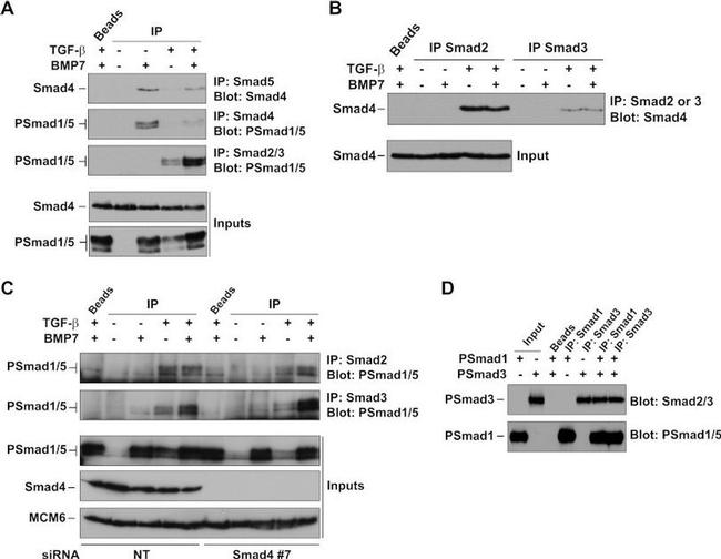 SMAD2 Antibody in Immunoprecipitation (IP)