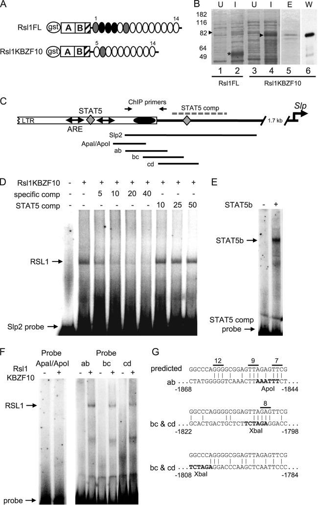 STAT5 beta Antibody in Western Blot (WB)