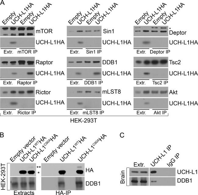 DDB1 Antibody in Immunoprecipitation (IP)