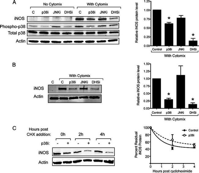 p38 MAPK Antibody in Western Blot (WB)