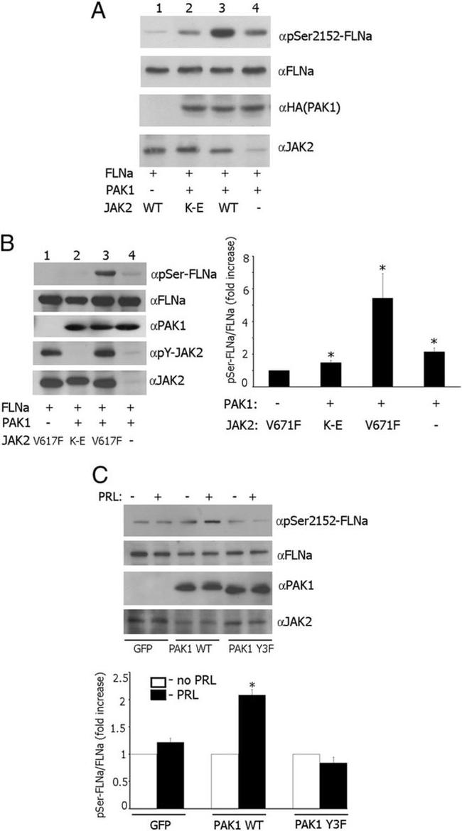 JAK2 Antibody in Western Blot (WB)