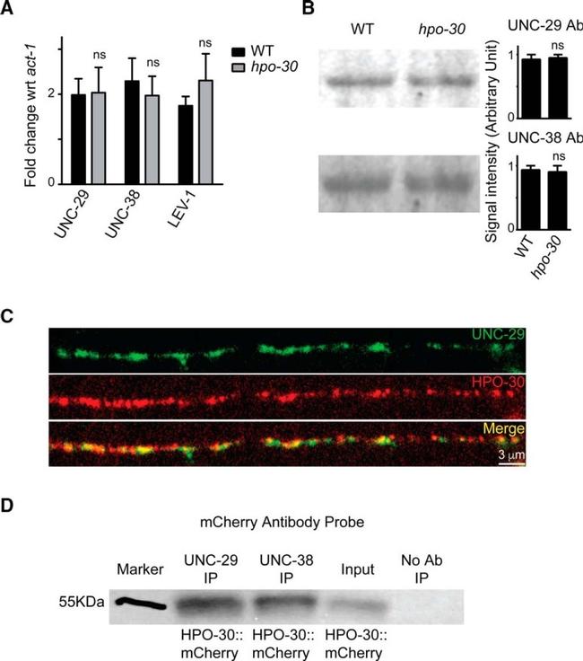 mCherry Antibody in Western Blot (WB)