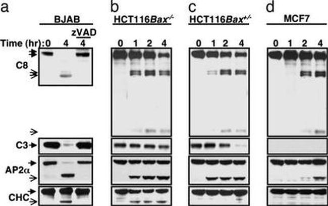 alpha Adaptin Antibody in Western Blot (WB)