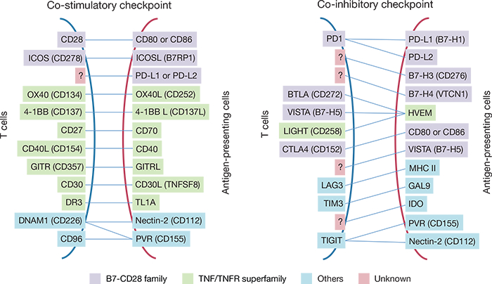 Charts illustrating the interaction of multiple pairs of T cell and antigen-presenting cell checkpoint proteins